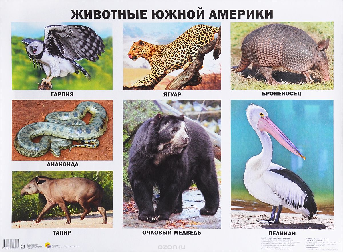 Животные Южной Америки. Плакат
