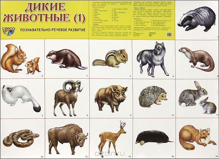 Дикие животные (1). Плакат